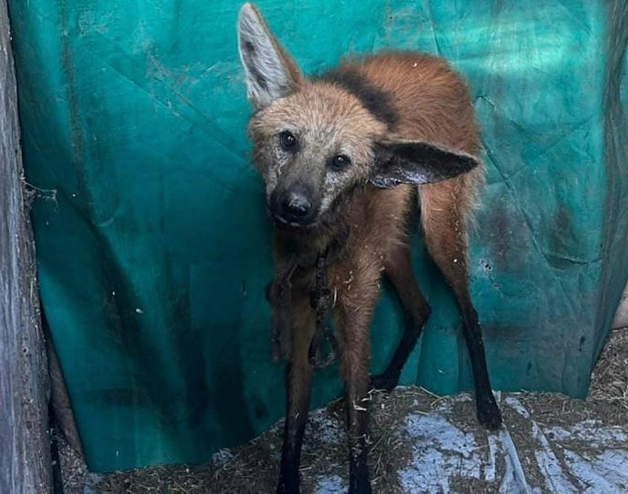 Rescataron un aguará guazú en zona rural de Soledad
