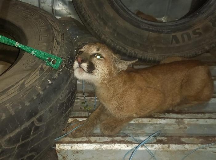 Rescataron un cachorro de puma que era atacado por perros en la zona rural entre Suardi y Colonia 10 de Julio