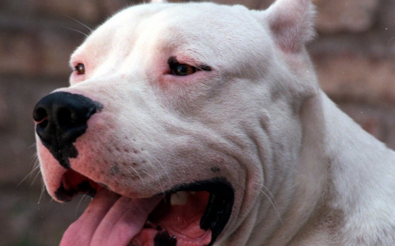 San Cristóbal: Una mujer sufrió graves heridas tras ser atacada por tres perros