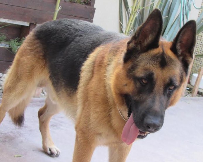 Secuestraron el perro que atacó e hirió a un niño en una escuela de Morteros