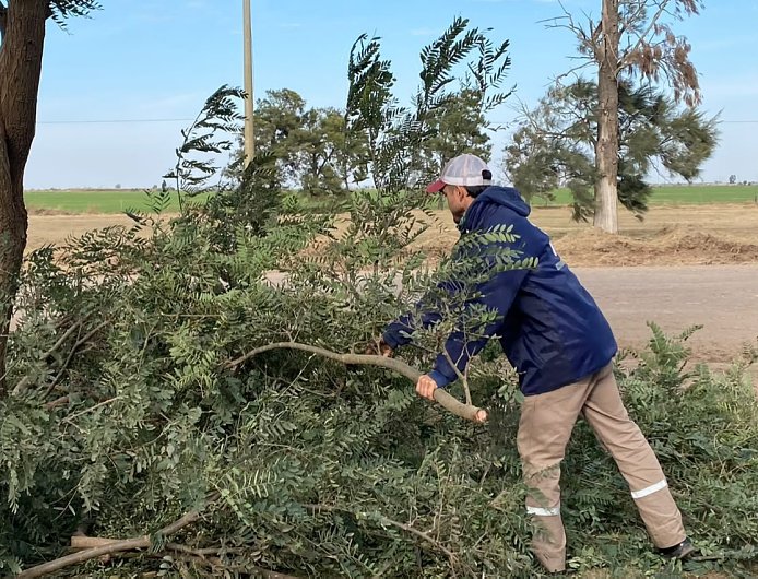 Morteros pone en marcha un programa de poda correctiva para mejorar la limpieza urbana