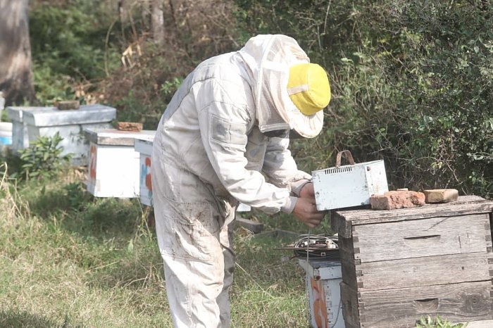 De Ceres al mundo: Una empresa apícola apuesta por la innovación con apitoxina