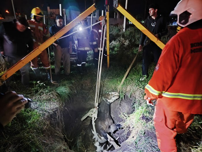 Rescataron a un caballo que cayó a un pozo ciego en Morteros