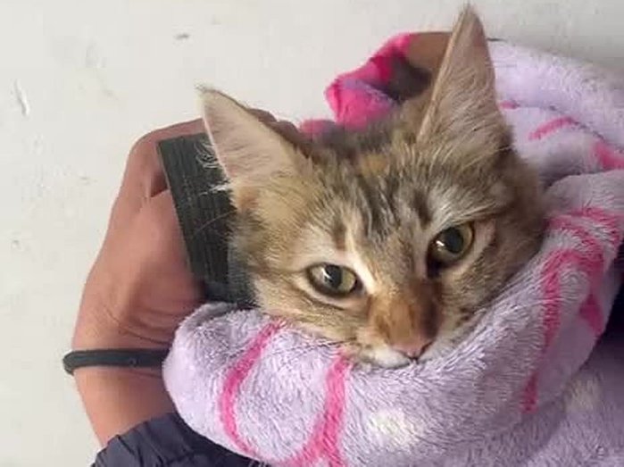 Suardi continúa con las campañas de castraciones de perros y gatos