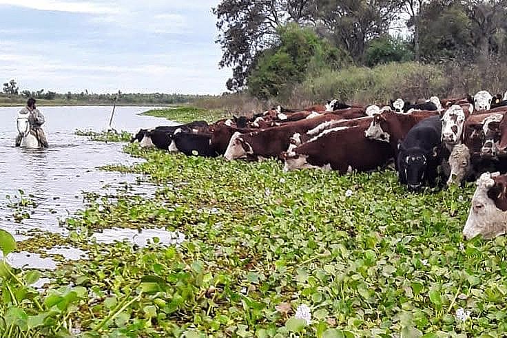 Santa Fe redujo más del 70% el ganado expuesto a las inundaciones