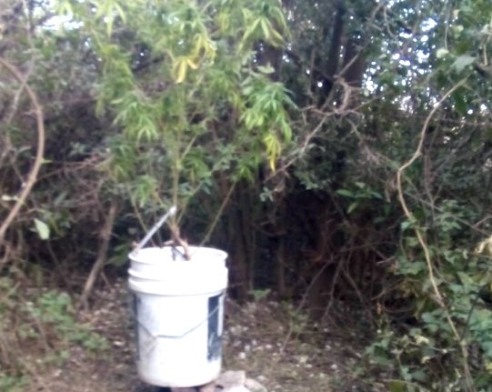 Encontraron planta de marihuana en Hersilia