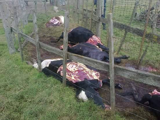 Importante faenamiento clandestino en un campo de Freyre