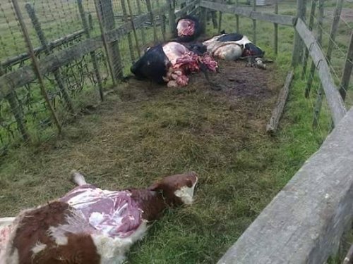 Detuvieron a un hombre por el faenamiento clandestino en Freyre