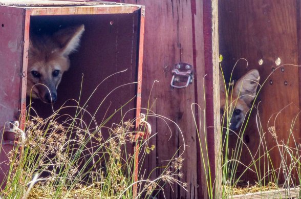 Liberaron especies de fauna silvestre en una reserva del Depto. San Cristóbal