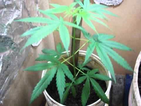 La Para: secuestraron mas de 30 plantas de marihuana 