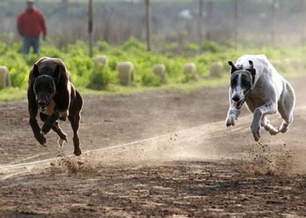 Morteros: El municipio inició un sumario al Jockey por una carrera de galgos
