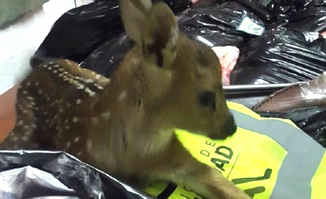 San Cristóbal: Incautaron carne faenada, cuchillos y un ciervo Axis