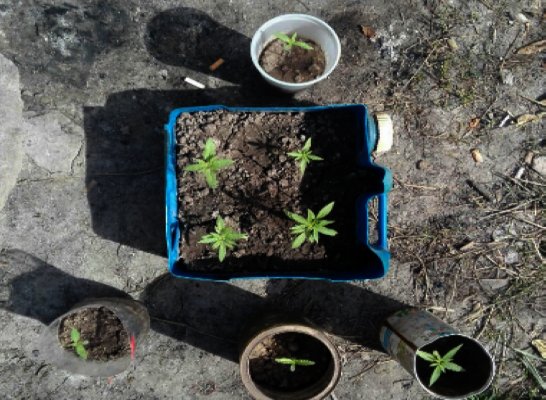 Encontraron plantas de marihuana en una vivienda de Brinkmann