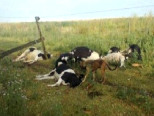 Cayó un poste de energía y mató a 14 vacas lecheras