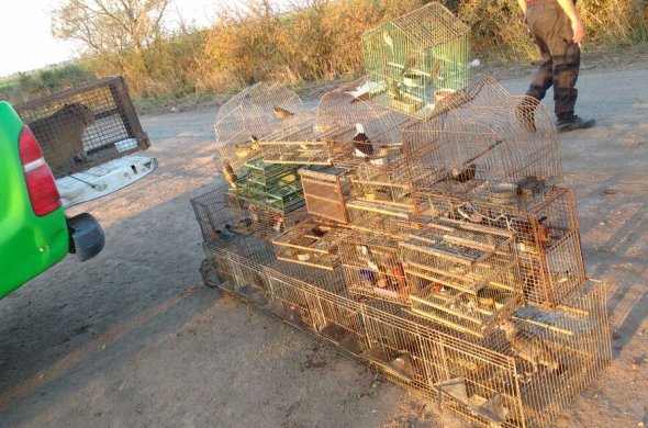 Brinkmann: Recuperan ejemplares de fauna silvestre en una vivienda rural