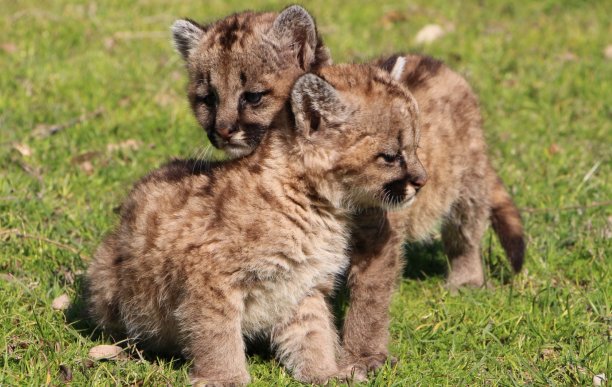 Las Palmeras: Rescataron dos cachorros de puma hembra