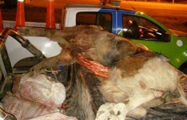 Secuestraron jabalíes que transportaban en una camioneta