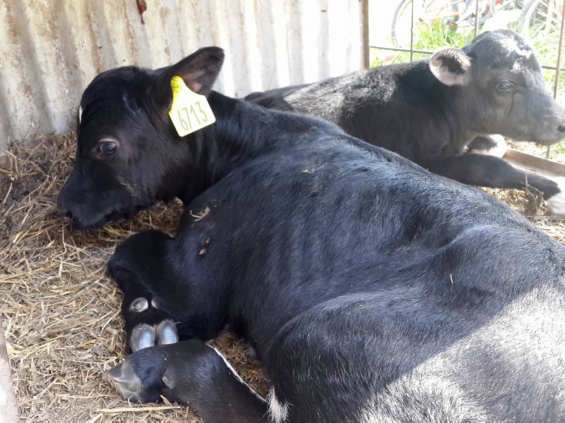 En el INTA Rafaela nació una ternera obtenida por fecundación in vitro