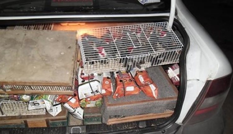 Secuestran aves silvestres a cuatro morterenses
