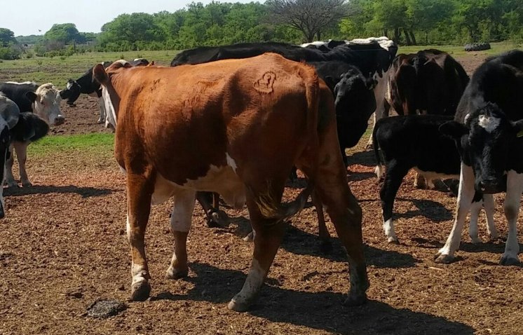 Encuentran más vacunos robados en la zona de Huanqueros