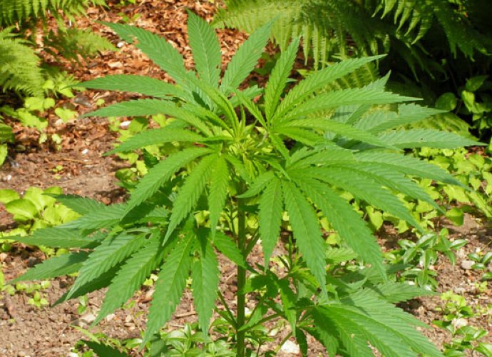 Encuentran plantas de marihuana en zona rural de Brinkmann