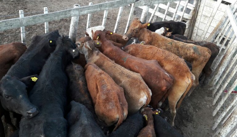 Un detenido por el robo de vacunos en Huanqueros