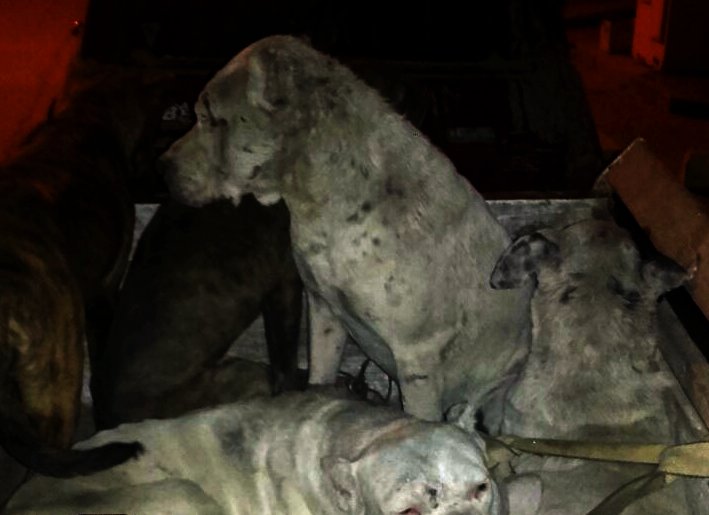 Policía Vial incautó armas y chanchos jabalíes