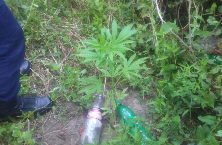 Encontraron plantas de marihuana en zona rural de Suardi