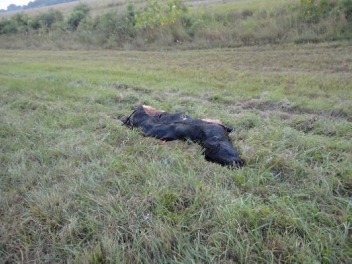 Un herido al chocar un auto con un vacuno en ruta 39