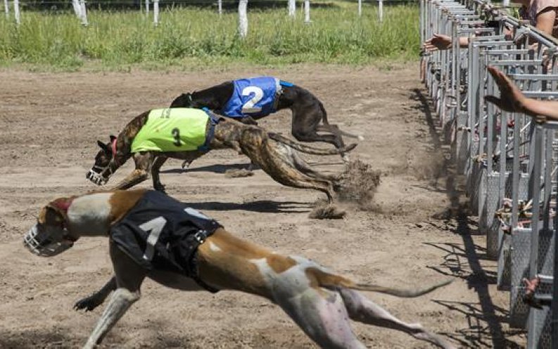 Diputados votó a favor de la prohibición de las carreras de galgos