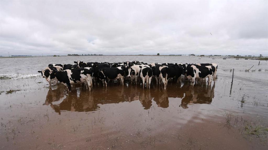 Desde INTA Brinkmann estiman que se pierden 130 mil litros diarios de leche por la crisis hídrica