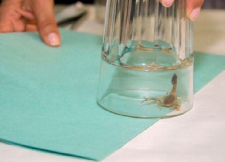 Morteros: Buscan alacranes para elaborar el antídoto