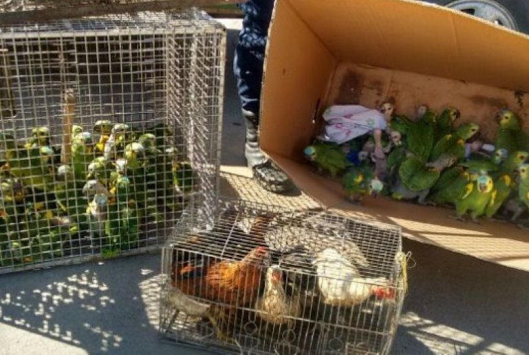 Las Varillas: La Caminera incautó loros habladores y otras aves