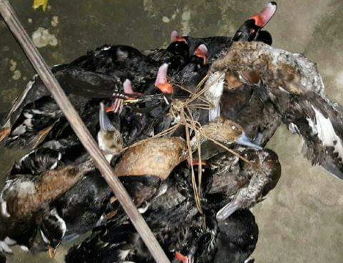 Realizaron procedimientos ante la caza indiscriminada de patos