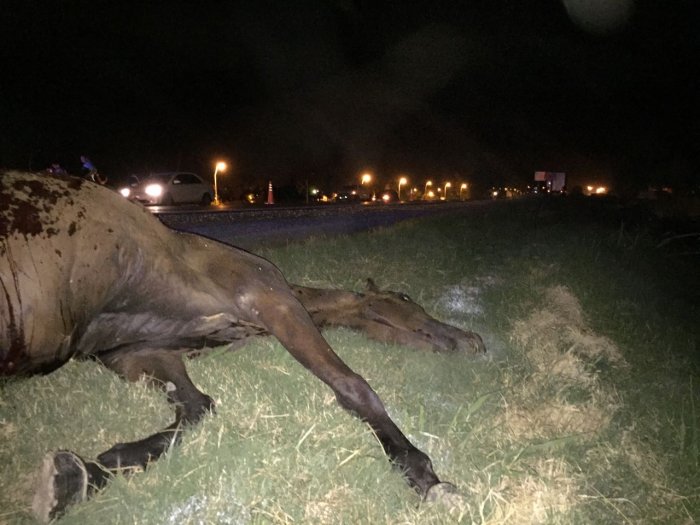 Un caballo generó un accidente en el acceso sur de Suardi