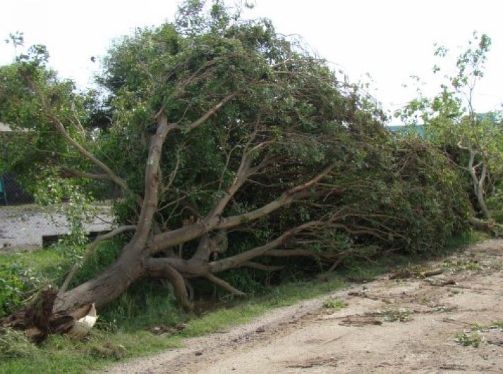 Fuerte viento provocó daños en Colonia Bossi