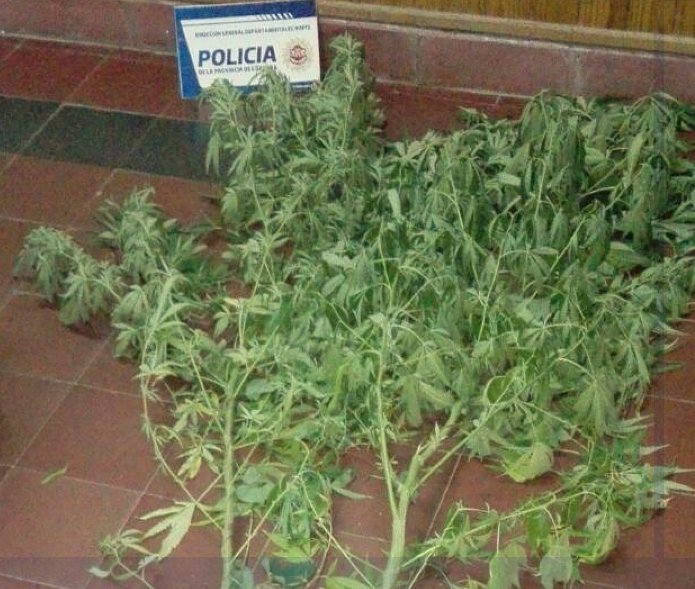 Encontraron plantas de marihuana en una vivienda de Brinkmann
