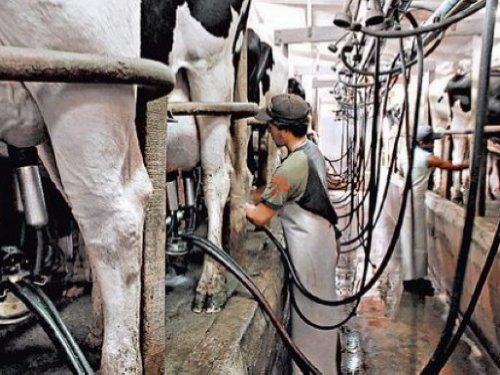 Nación dará un subsidio de 30 centavos a los tamberos
