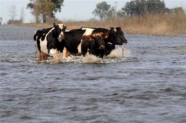 Inundaciones: La caída de la producción lechera llega al 80 %