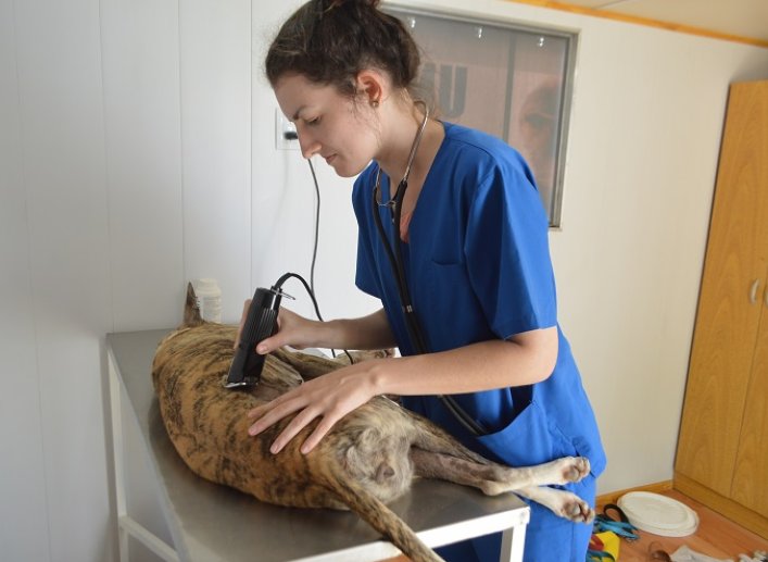 Sunchales: El Quirófano Móvil castró 25 perros y gatos