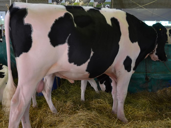 Se eligió el gran campeón macho en la Feria de las Américas