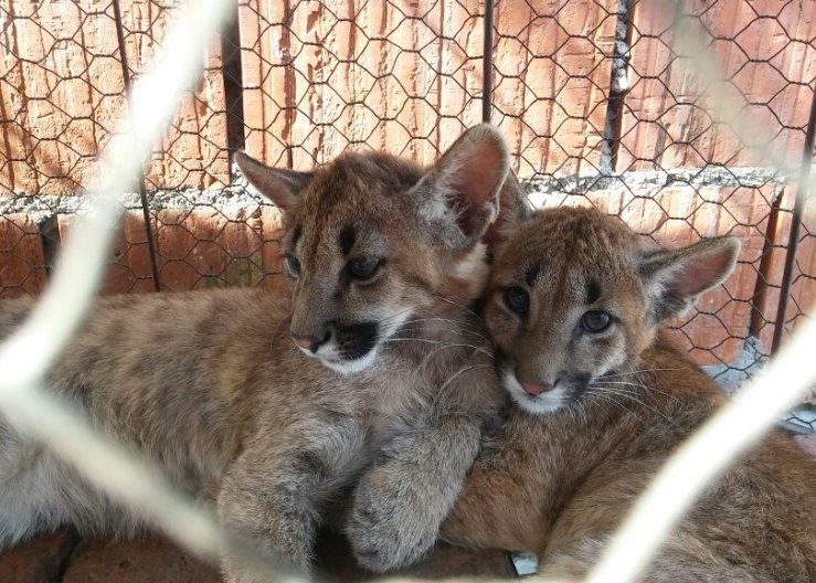 Arrufó: Capturaron dos pumas cachorros