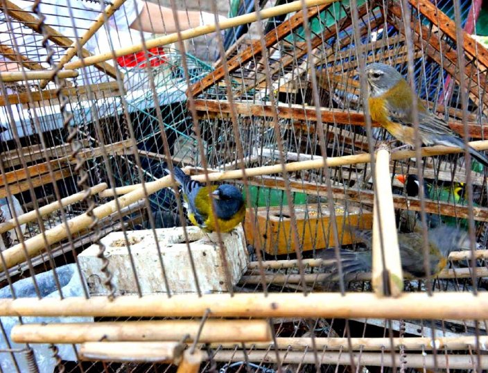 San Cristóbal: Decomisan tramperas y aves silvestres