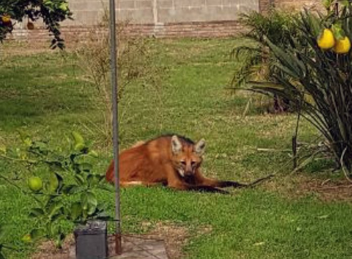 Apareció un aguará guazú en una vivienda de Tacural