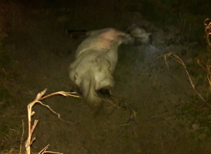 Un camión chocó a un caballo en cercanías de Suardi