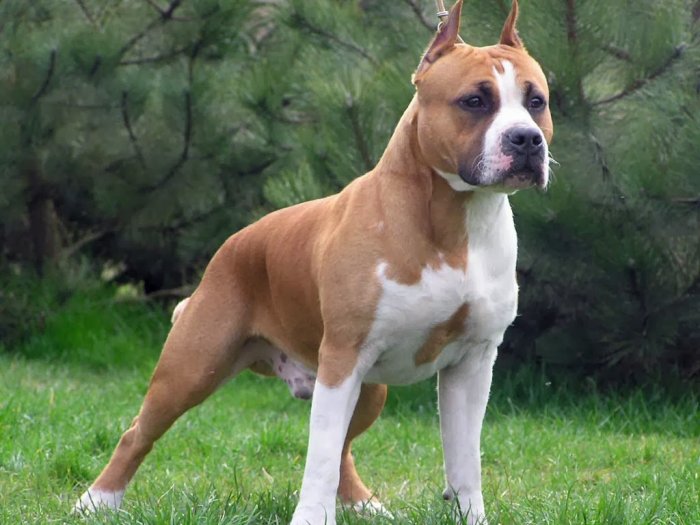 Sunchales: Un pitbull atacó y lesionó a un niño
