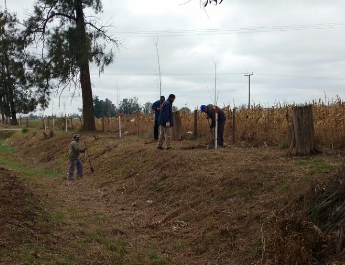 Colocan y renuevan plantas en diferentes sectores de Brinkmann