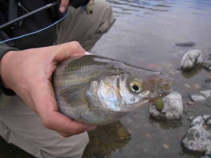 Resurgió el pejerrey pero también la pesca furtiva