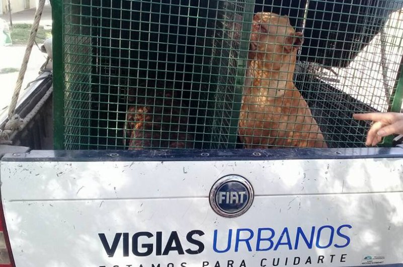 Procedimiento por perros peligrosos en Morteros