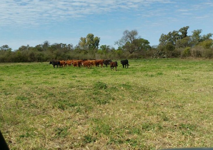 Investigan hurto de ganado en zona rural de Balnearia